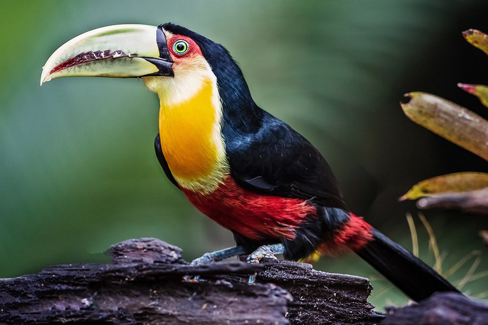Tucano de bico verde