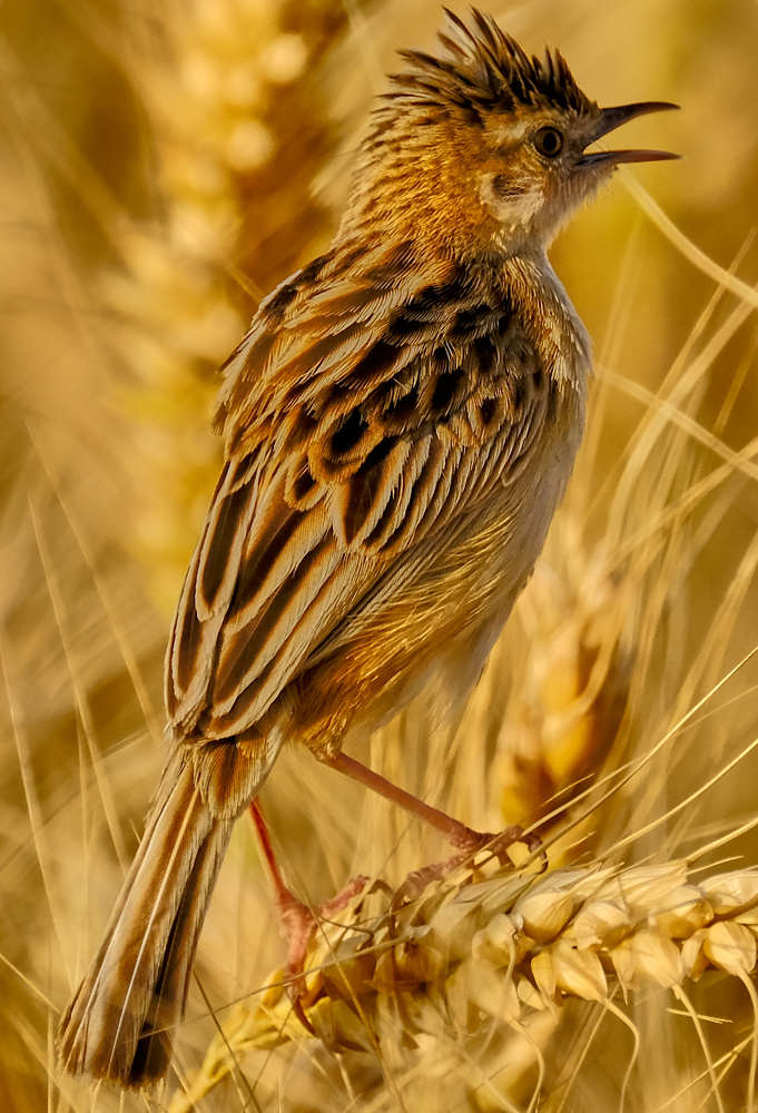 Photograph by Khalid Gurchani