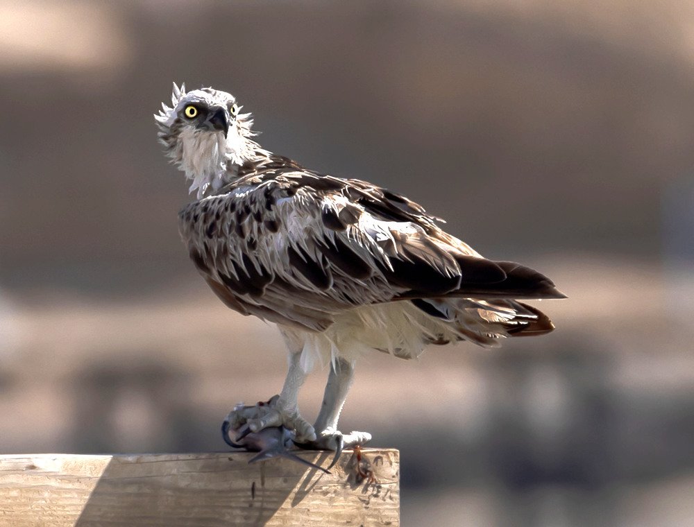Pandion haliaetus - Western Osprey