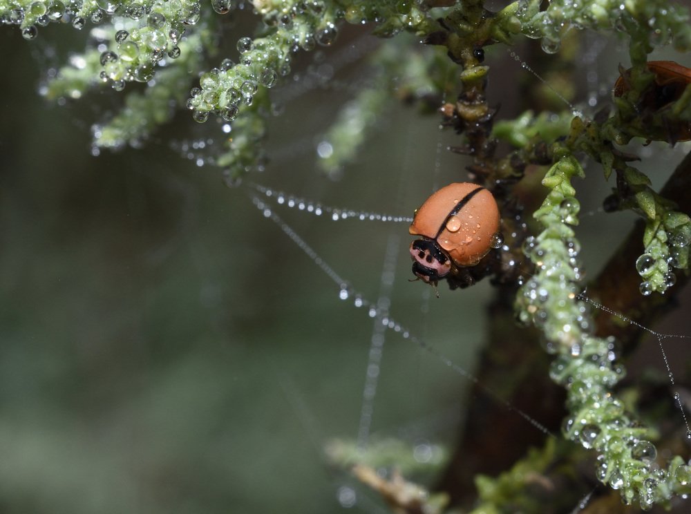 Фотография автора Hrudananda Behera