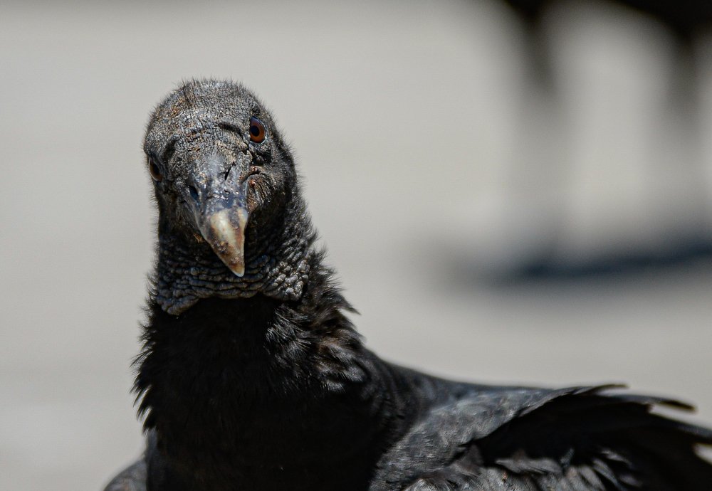 Photograph by Marcos Salgado