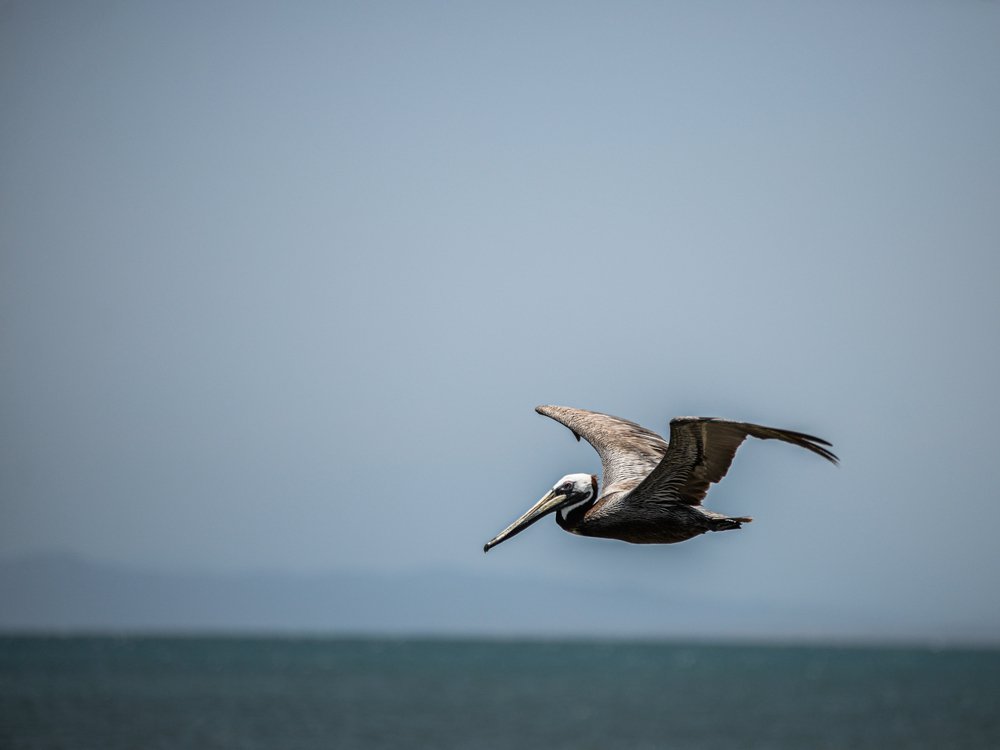 Photograph by Marcos Salgado