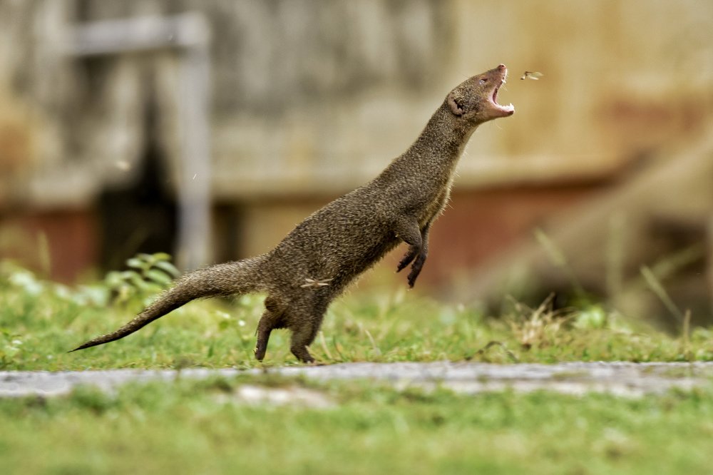 Фотография автора Hrudananda Behera