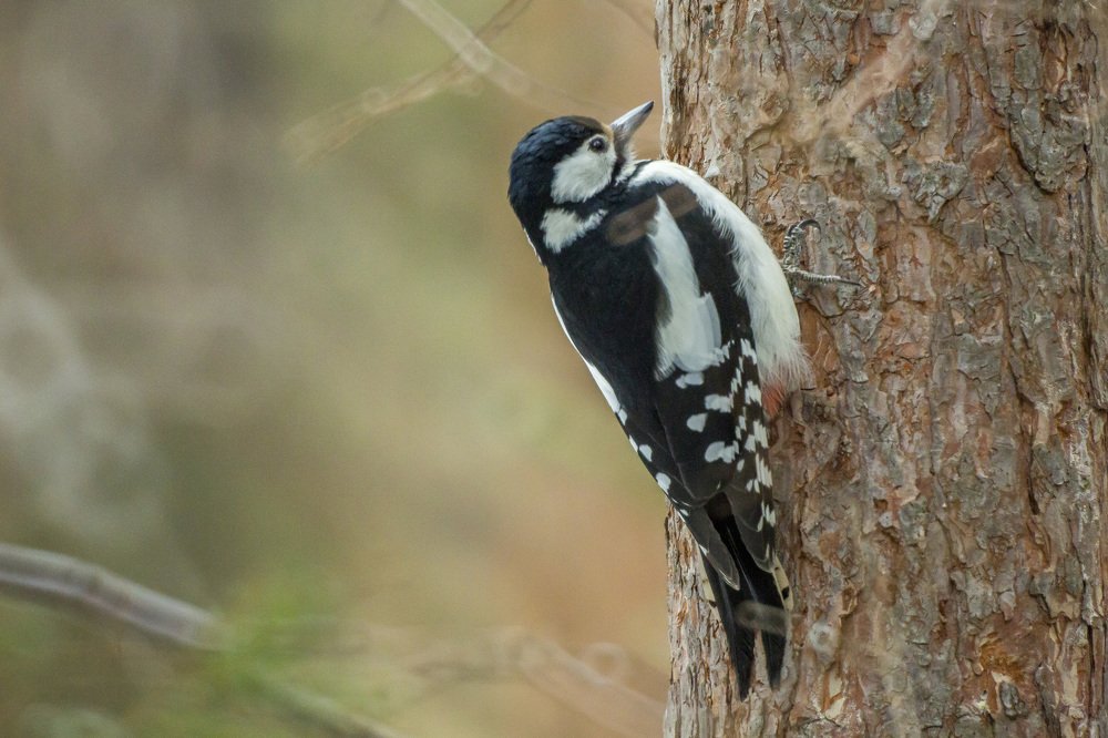 Photograph by Марина Фонарёва