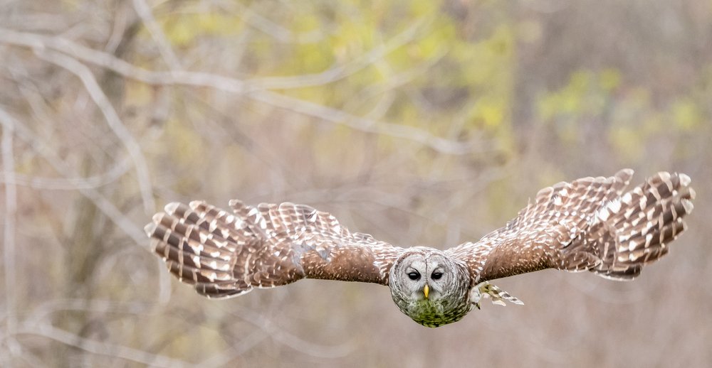 Barred Owl