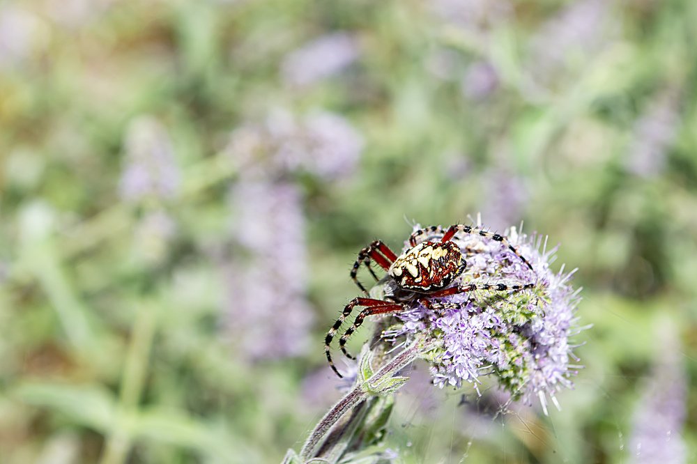 Photograph by Владимир Гостищев