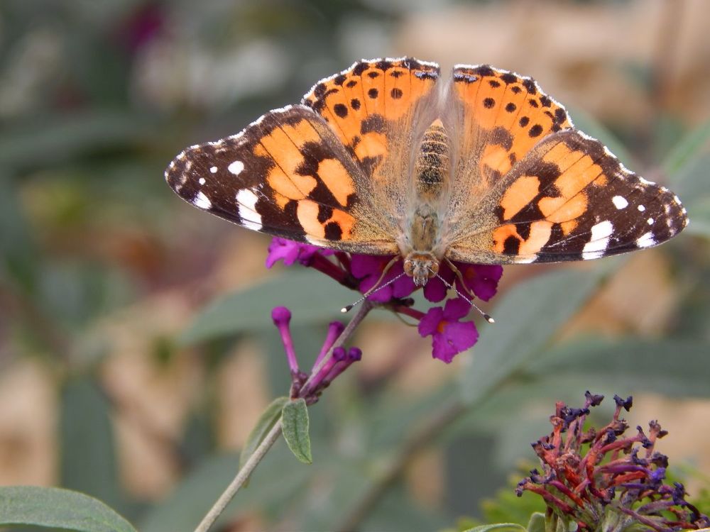 Пятнистая Бабочка