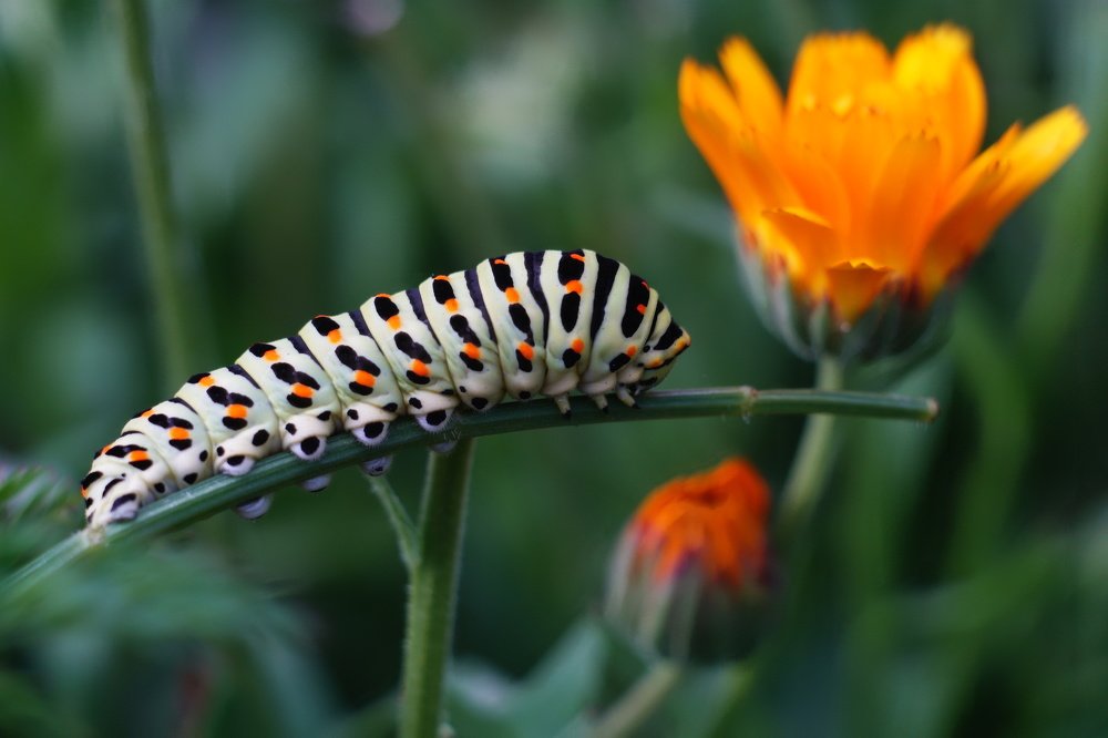 Photograph by Александр Кизим