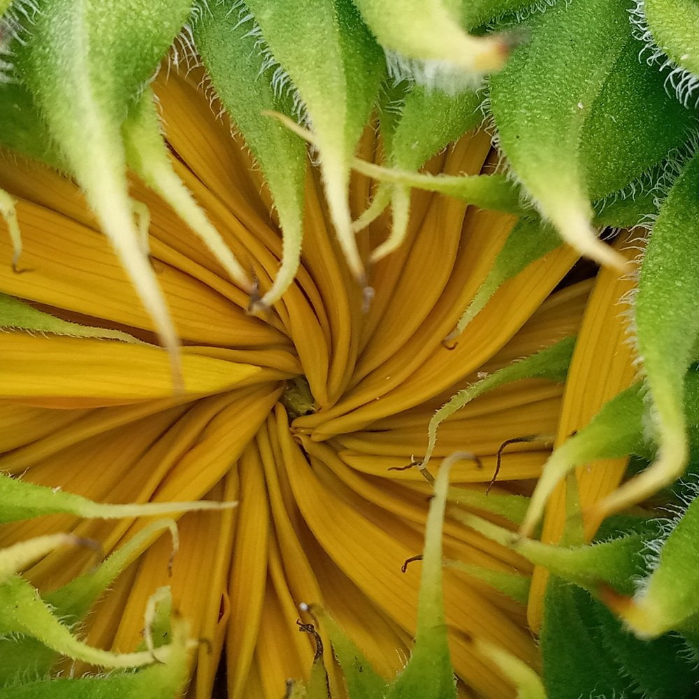 Цветок-солнце