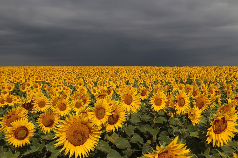 Photograph by Евгений Соколов