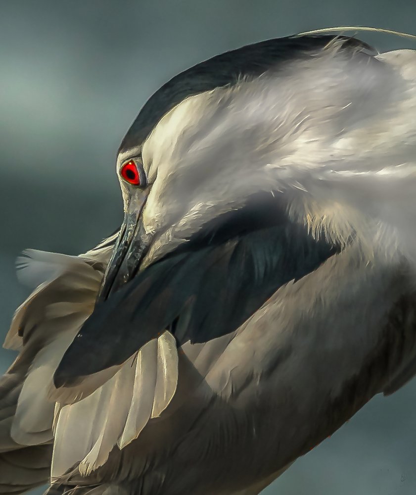 Black-crowned night heron