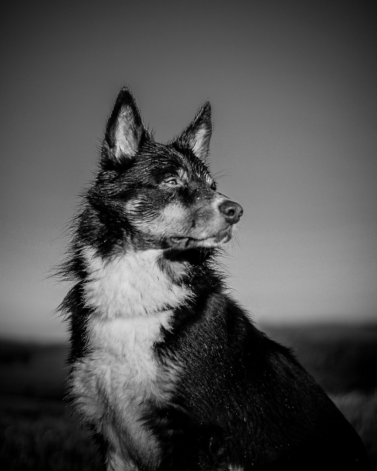 Kimi, the hunter.