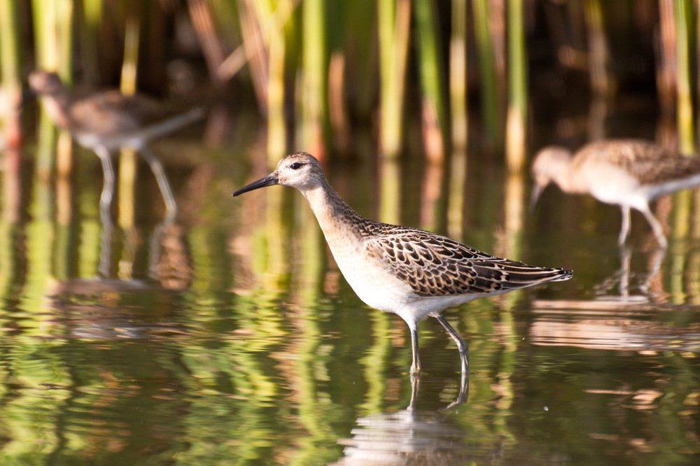 Photograph by Карякин Александр