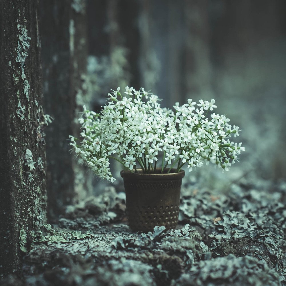 Photograph by Елена Мирзоева