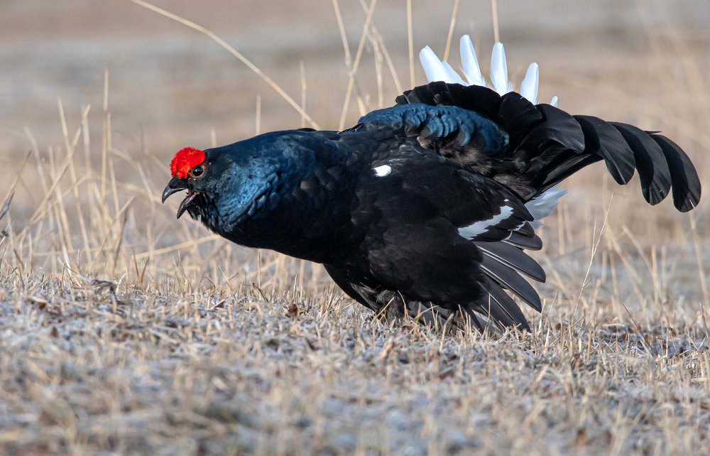 Photograph by Александр Кривошапкин