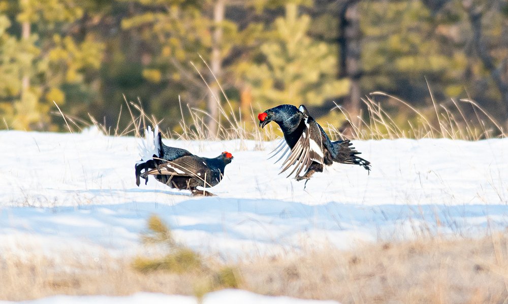 Photograph by Александр Кривошапкин