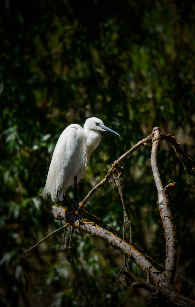 Photograph by Bujor Ovidiu - Adrian