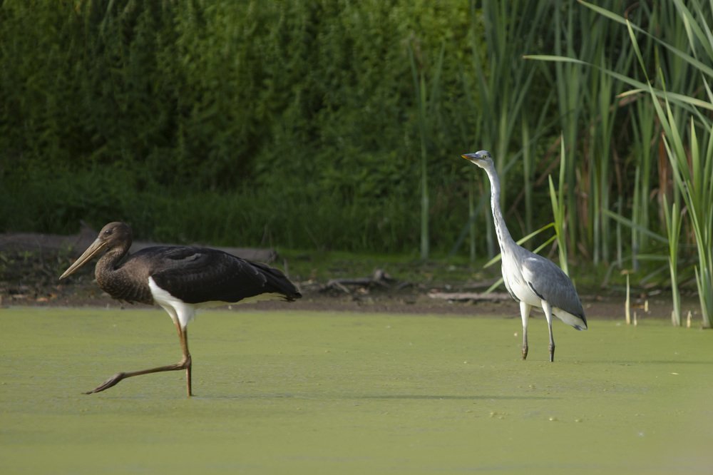 Черный аист и Серая цапля.