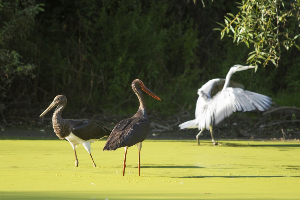 Photograph by Игорь Хантер