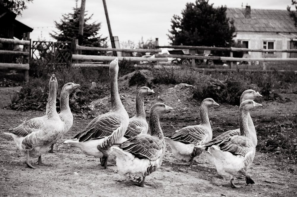 Фотография автора Александр Сенчуров