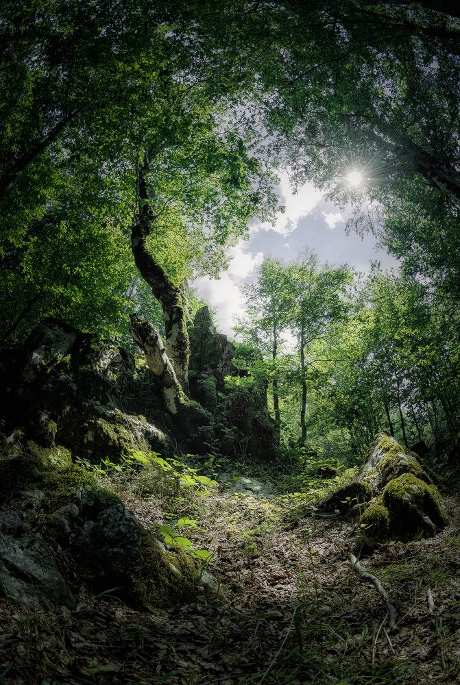 Фотография автора Niccolò Vianello