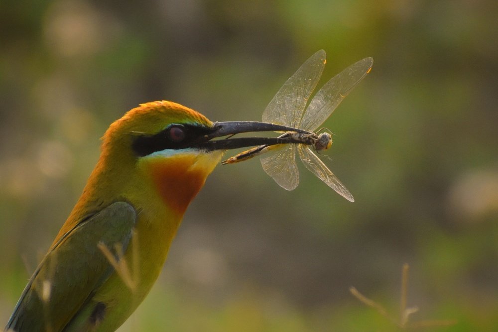 The Golden Hour Lunch