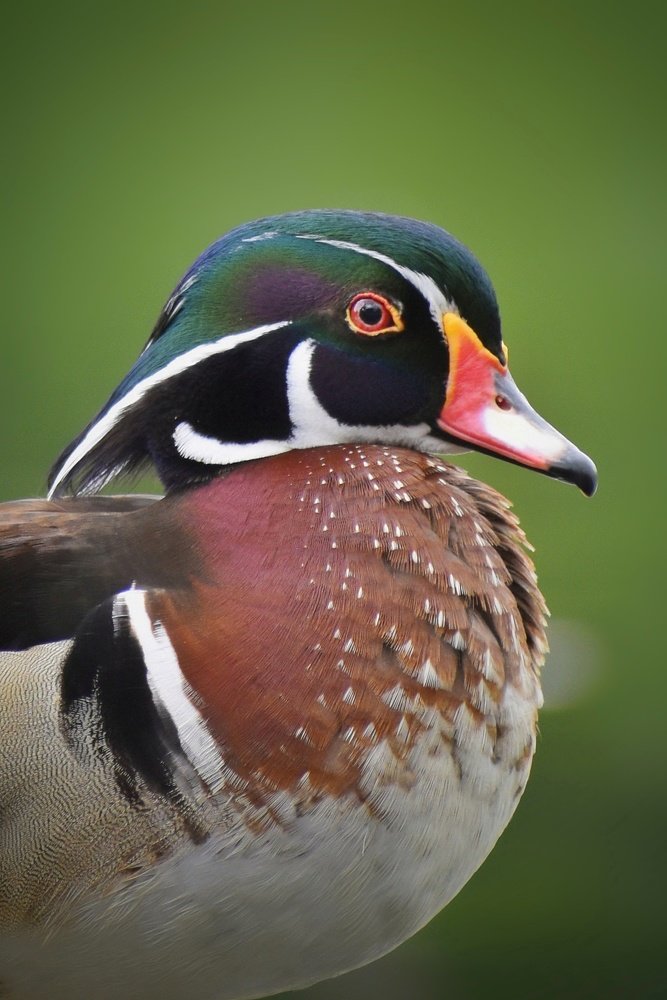 Portrait of a wood duck