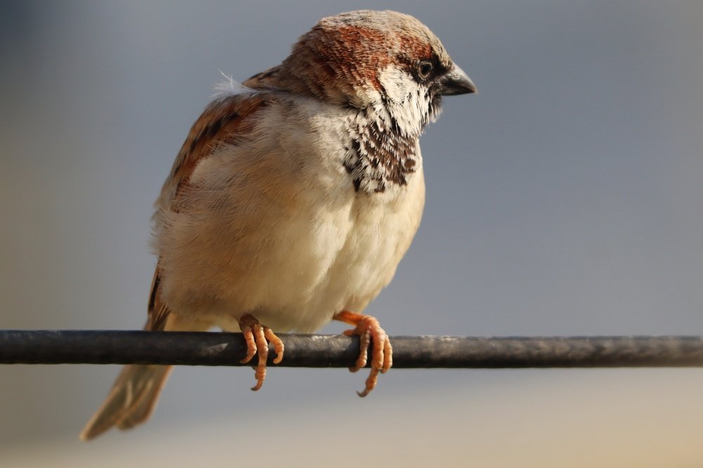 Photograph by Bapodara Sugha