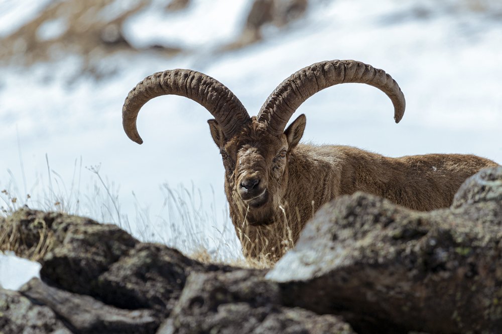 Red listed West Caucasian Tur male
