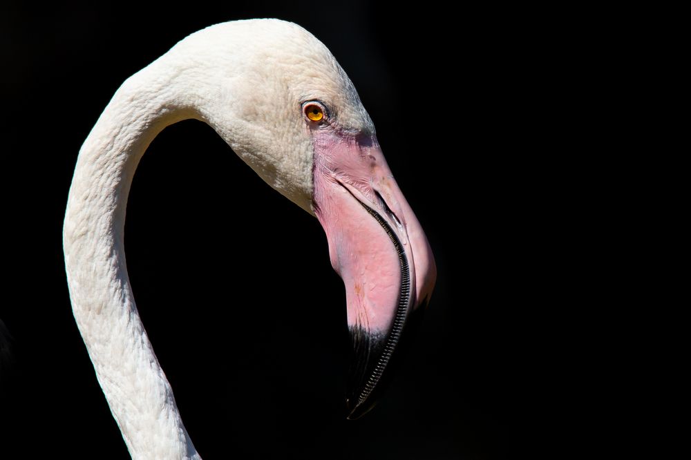 портрет Фламинго