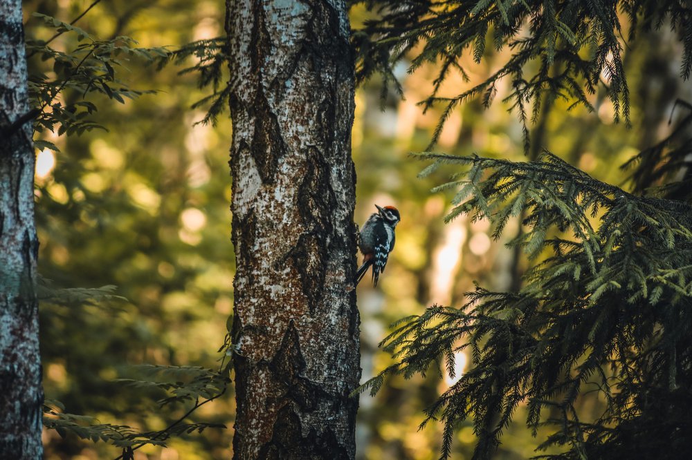 Photograph by Светлана Воскресенская