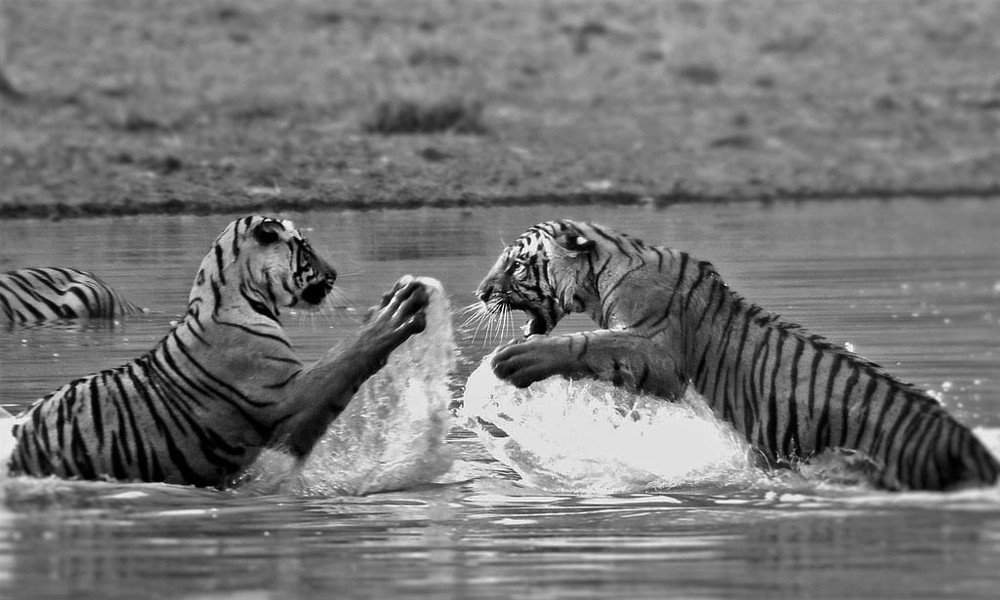 Photograph by Nirmalya Chakraborty