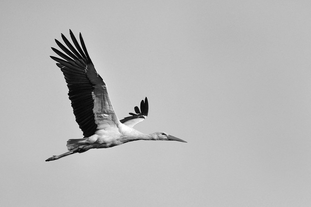 Размах крыльев