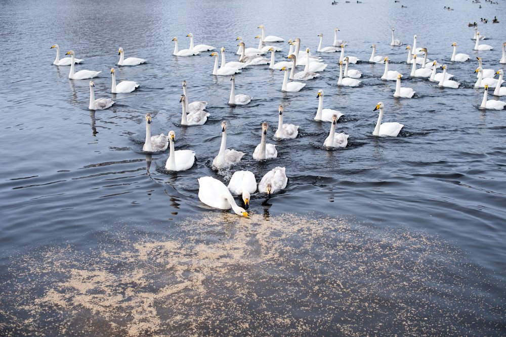 Photograph by Наталья Свинарёва