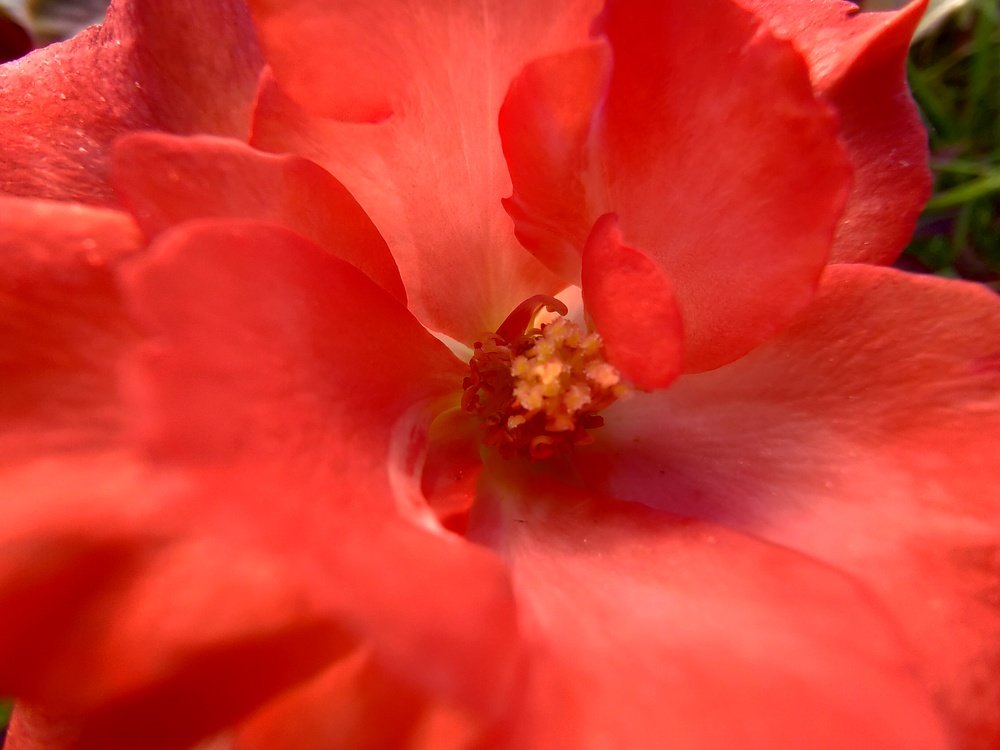 Photograph by OMAR Mourtagy Helal