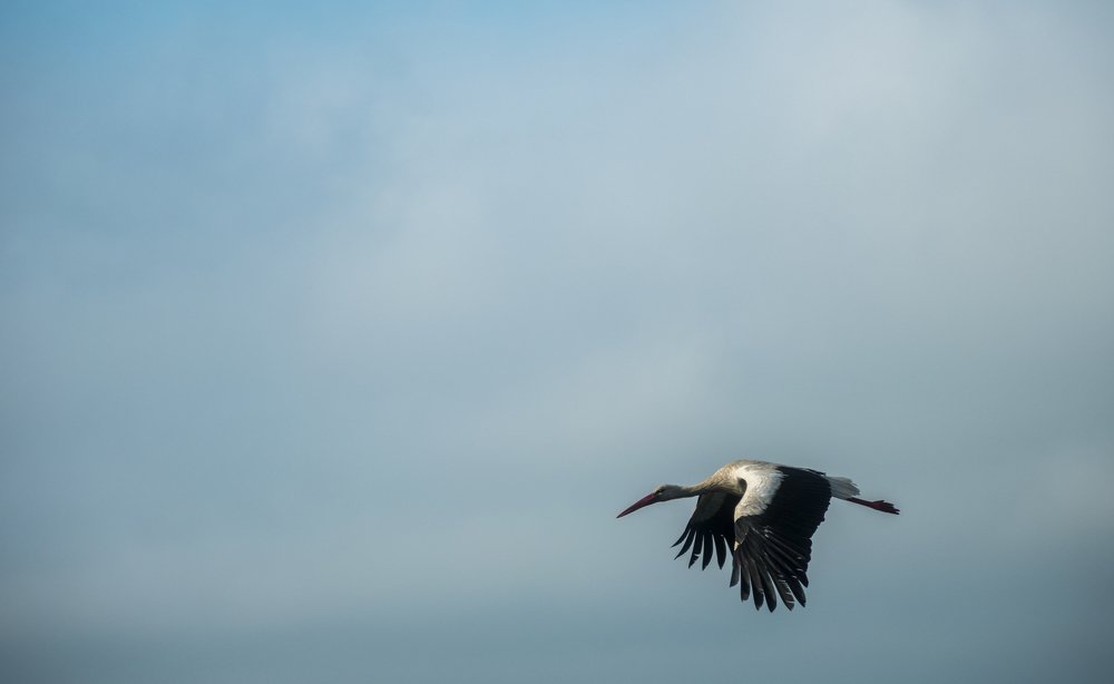 Photograph by Наталия Мостовая