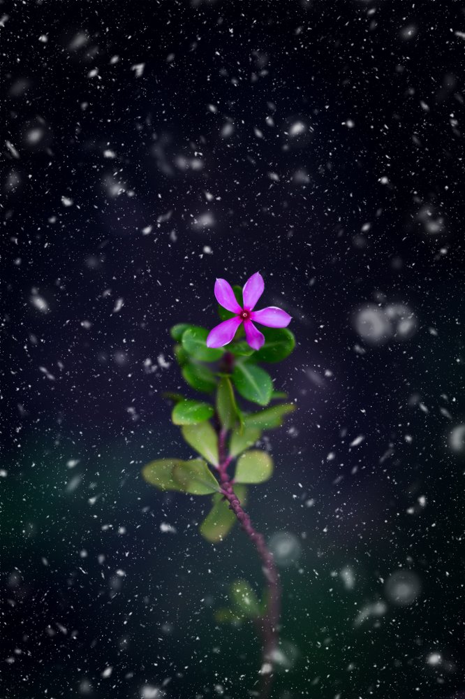 Photograph by SANKALAN BANIK