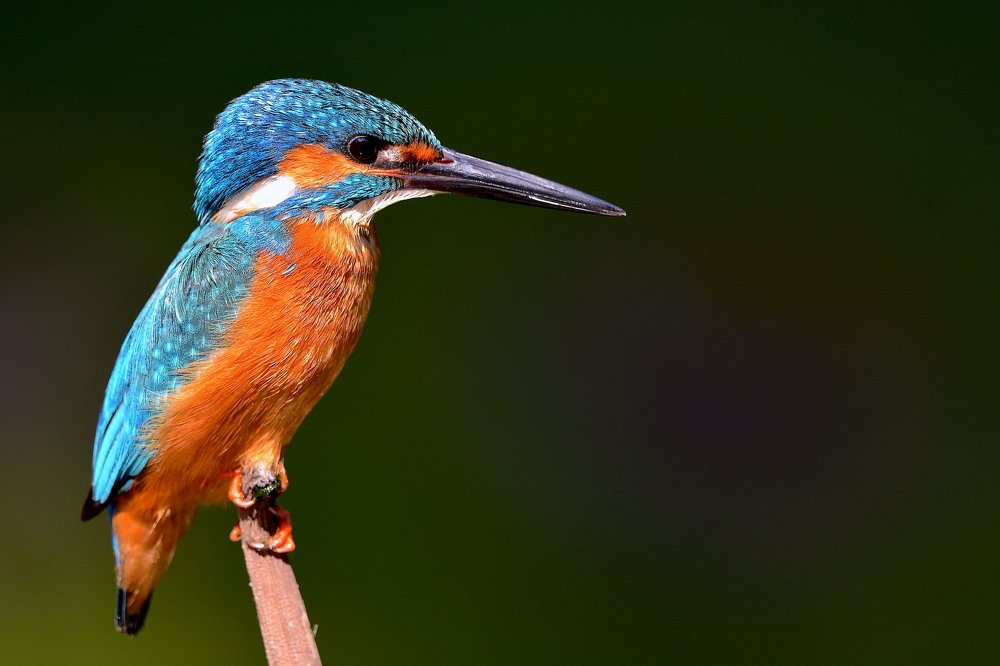 Patience is a Virtue - Common Kingfisher