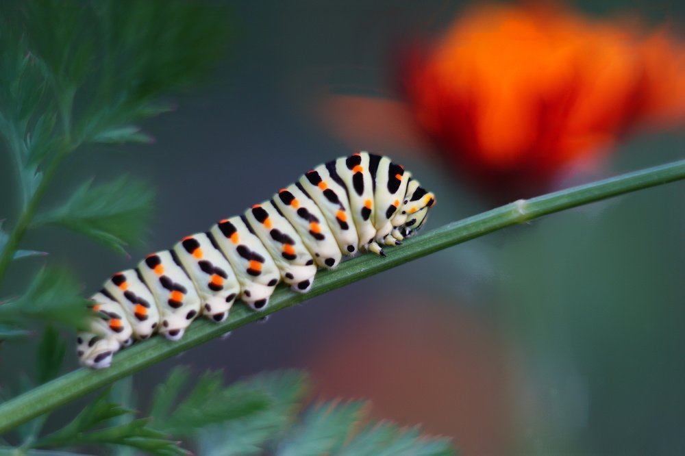 Photograph by Александр Кизим