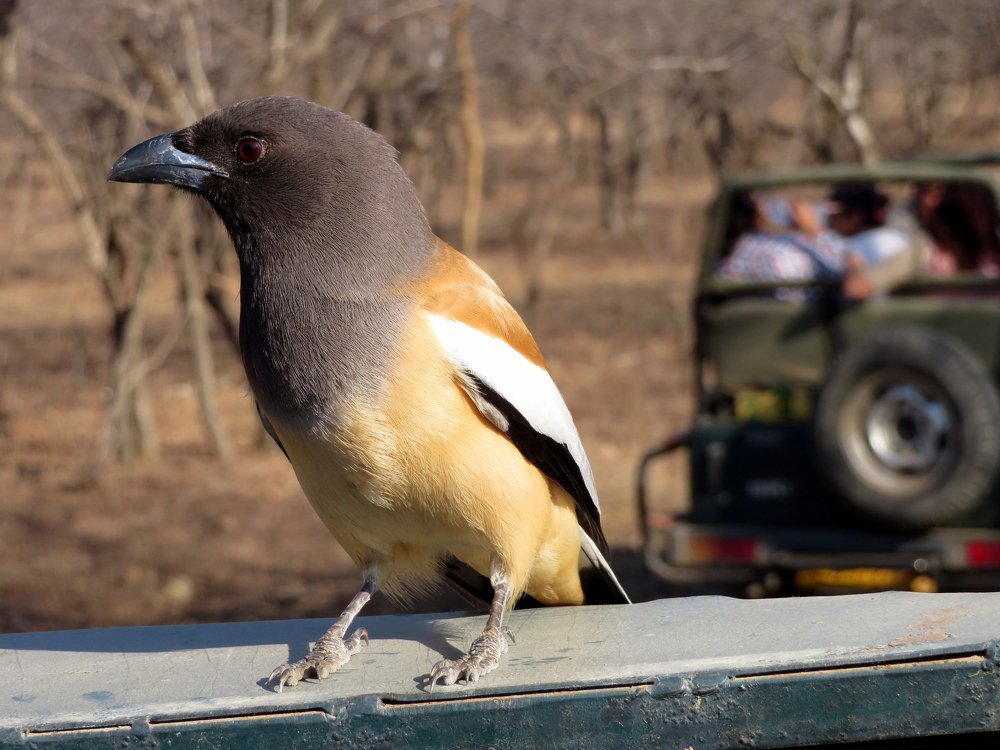 Rufous Treepie