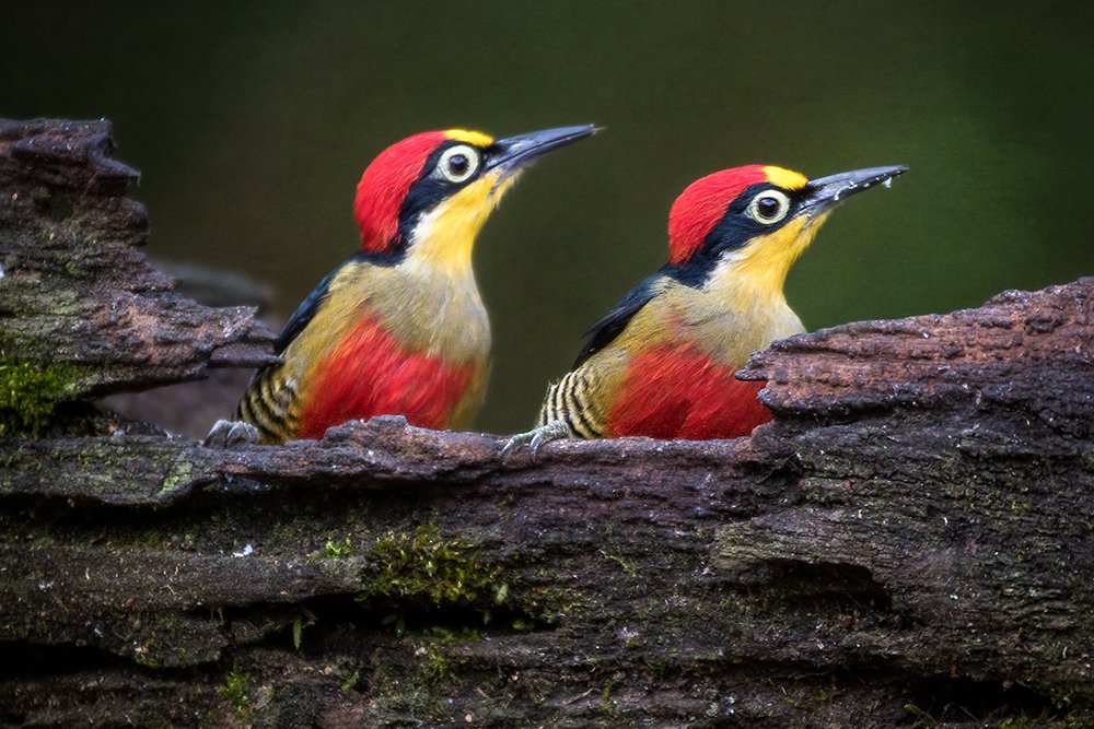 Photograph by Joao R Cortez