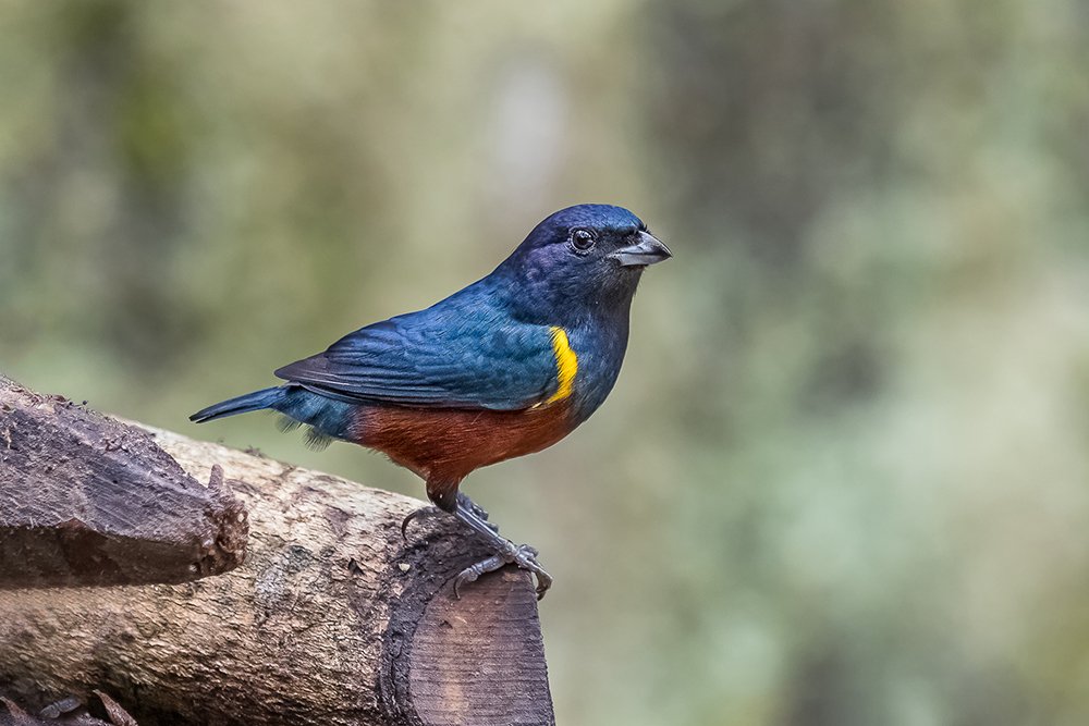 Photograph by Joao R Cortez