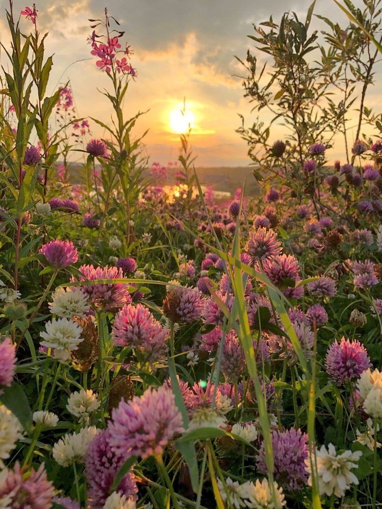 Sunset in tundra