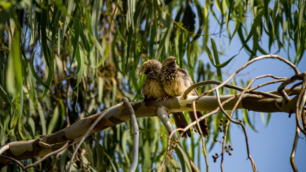 Photograph by Jaspreet Singh