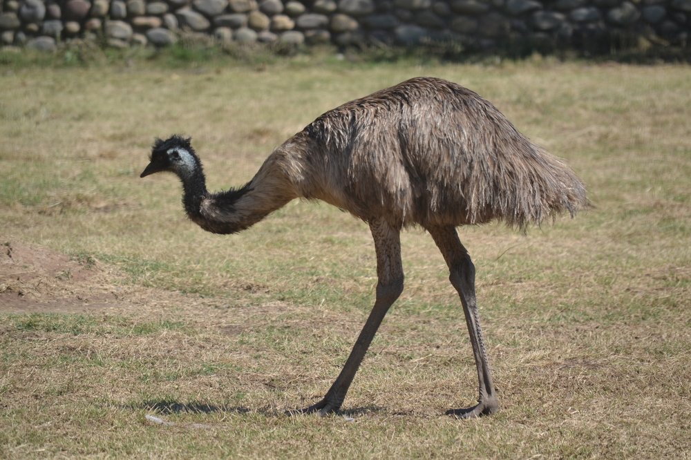 Photograph by Rajesh Kashyap