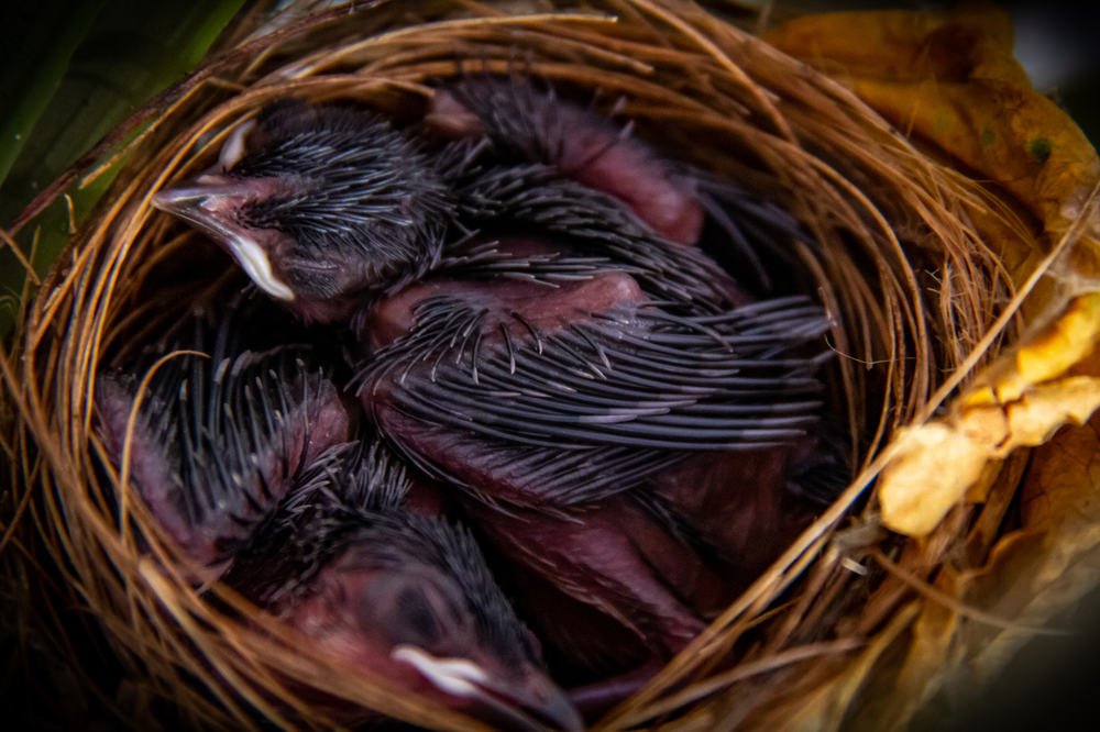 Photograph by Jaspreet Singh