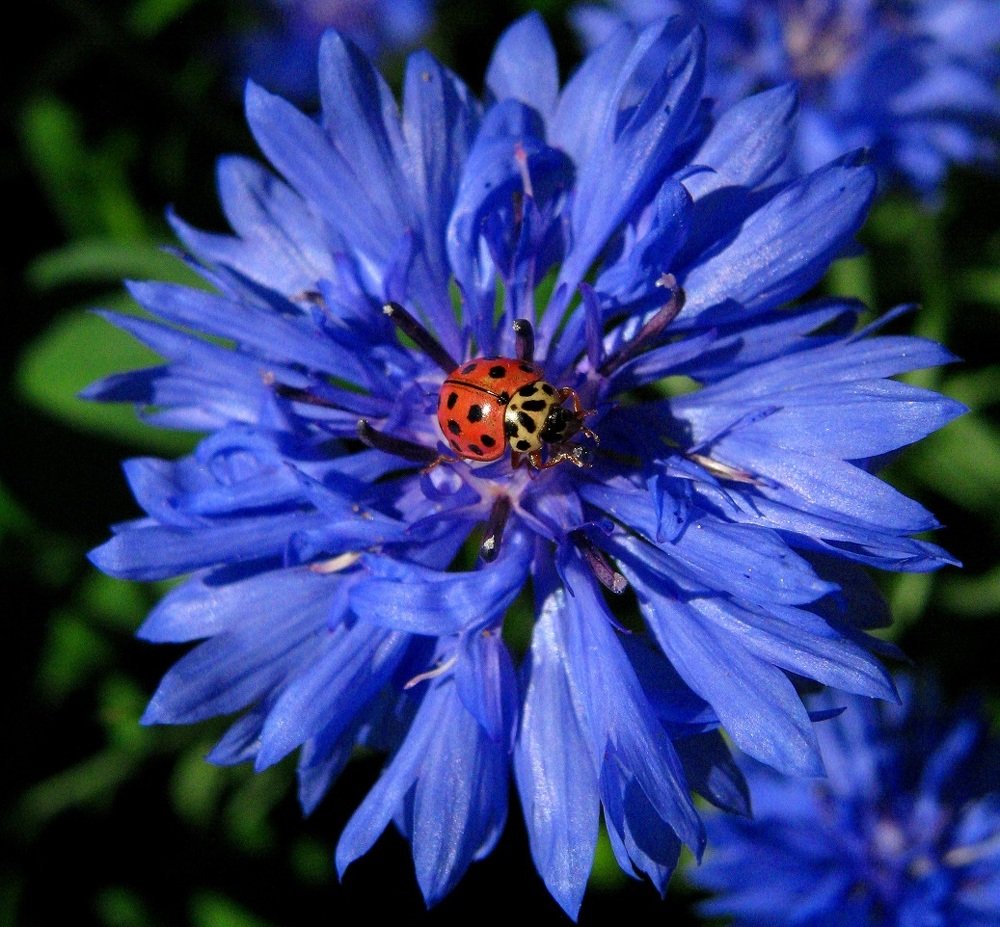 Photograph by Мария Арькова