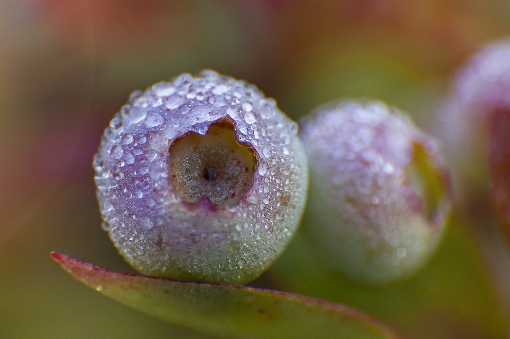 Photograph by Любовь Нефедова