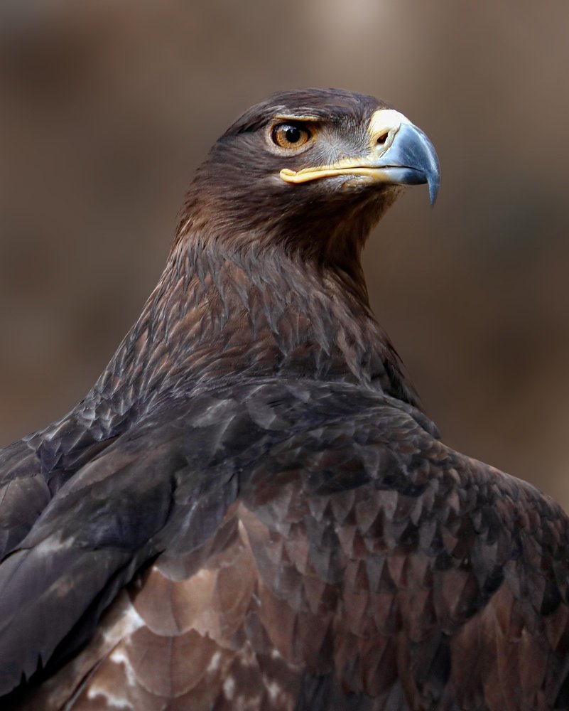 The most strong look