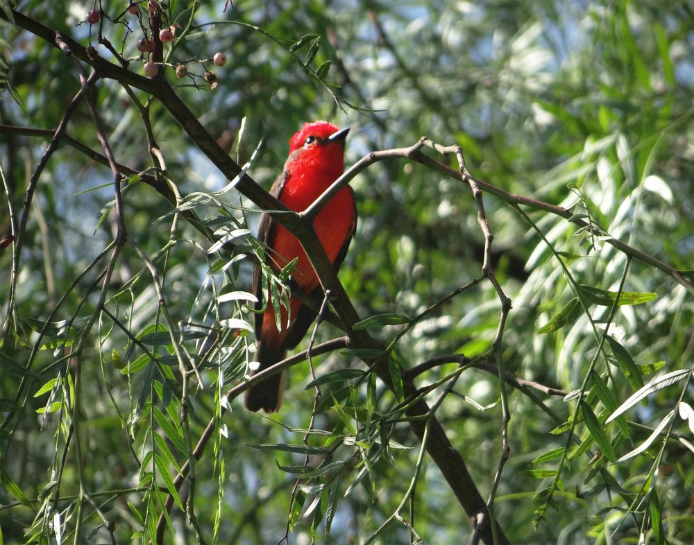 Photograph by Manuel Wilson